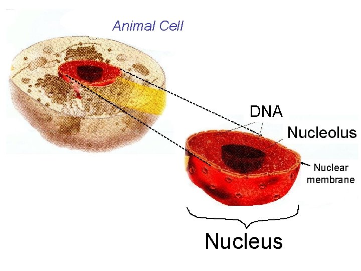 Animal Cell DNA Nucleolus Nuclear membrane Nucleus 