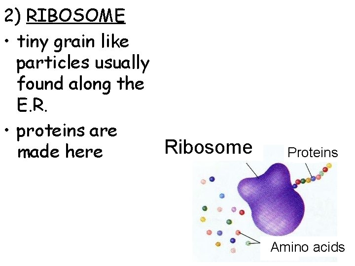 2) RIBOSOME • tiny grain like particles usually found along the E. R. •
