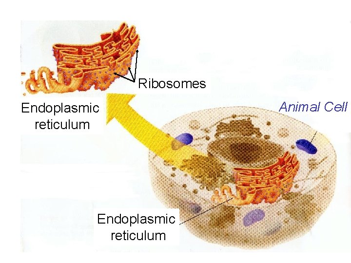 Ribosomes Endoplasmic reticulum Animal Cell 