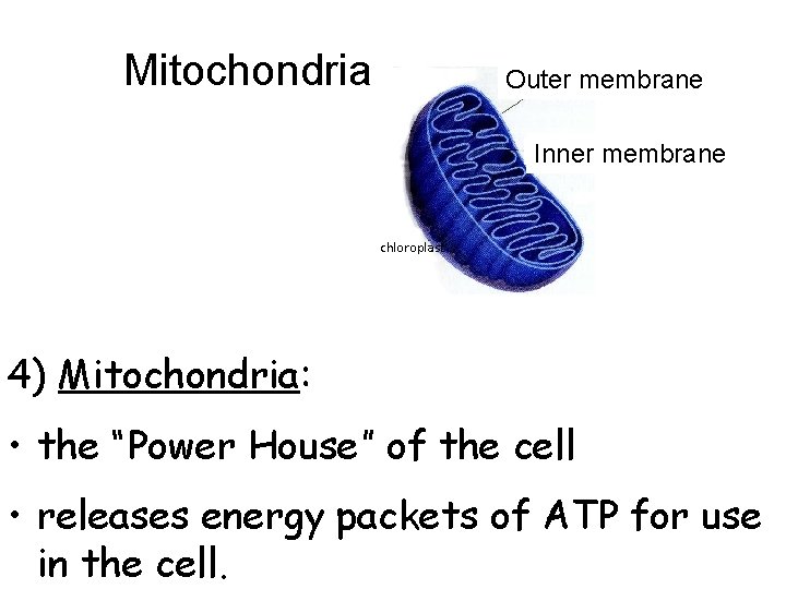 Mitochondria Outer membrane Inner membrane chloroplast 4) Mitochondria: • the “Power House” of the