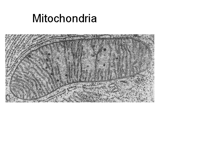 Mitochondria 