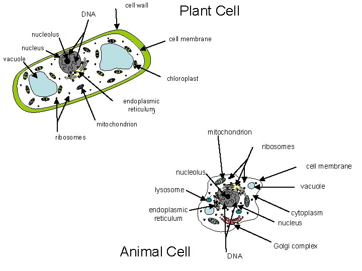 cell wall Plant Cell DNA nucleolus cell membrane nucleus vacuole chloroplast endoplasmic reticulum mitochondrion