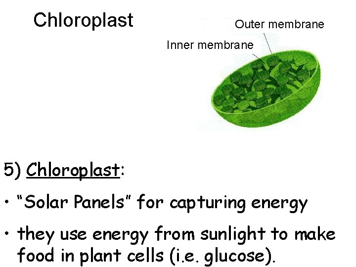 Chloroplast Outer membrane Inner membrane 5) Chloroplast: • “Solar Panels” for capturing energy •