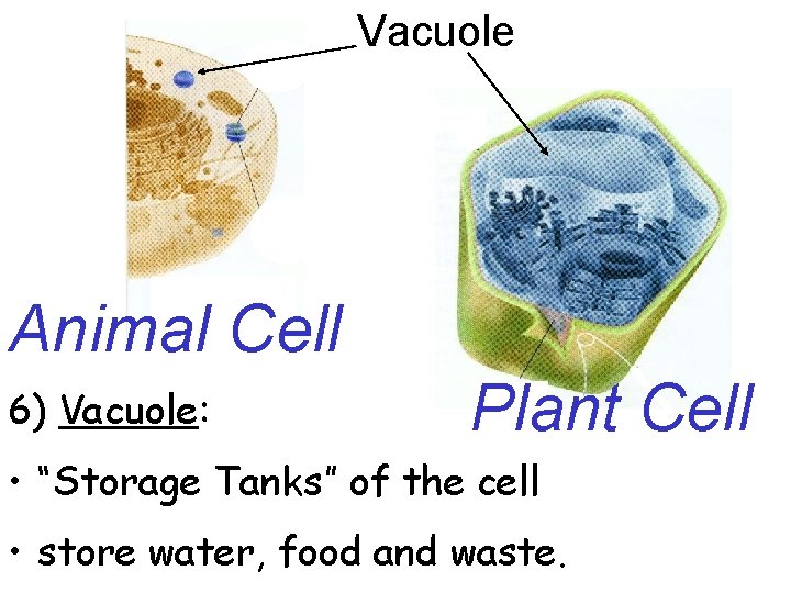 Vacuole Animal Cell 6) Vacuole: Plant Cell • “Storage Tanks” of the cell •