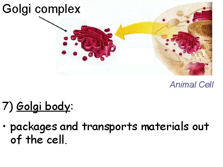 Golgi complex Animal Cell 7) Golgi body: • packages and transports materials out of