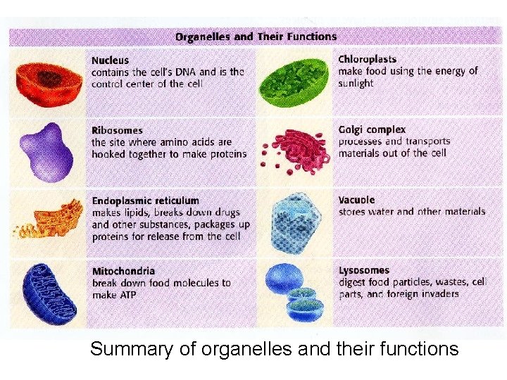 Summary of organelles and their functions 