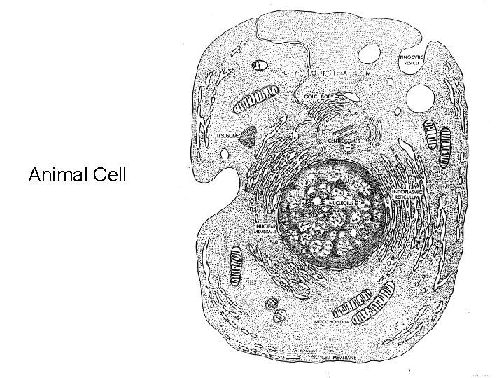 Animal Cell 