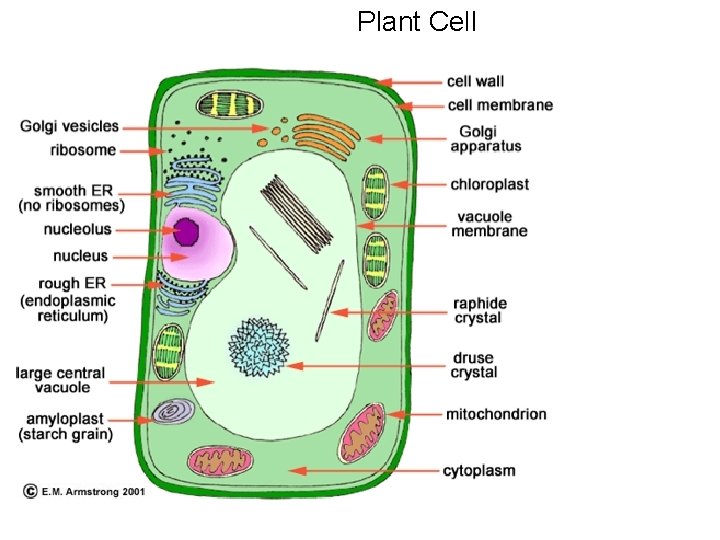 Plant Cell 