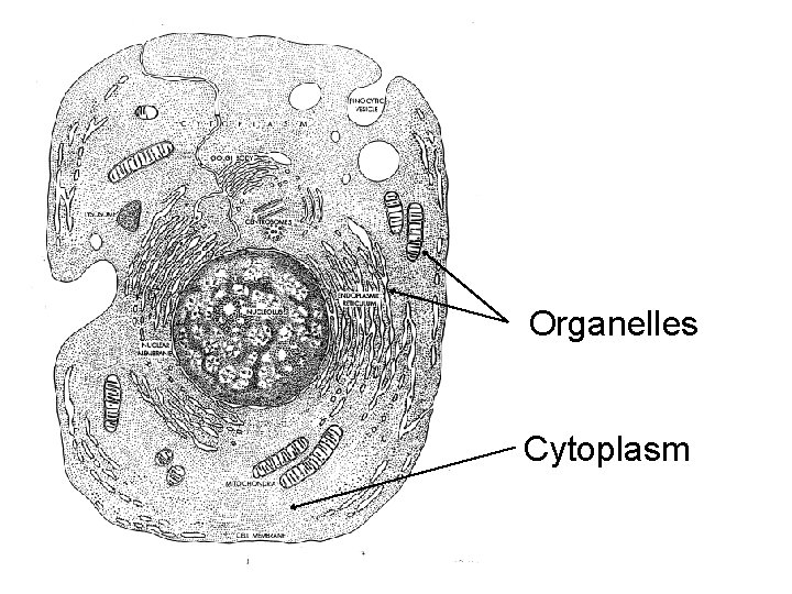 Organelles Cytoplasm 