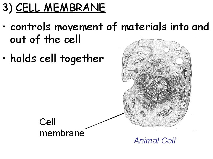 3) CELL MEMBRANE • controls movement of materials into and out of the cell