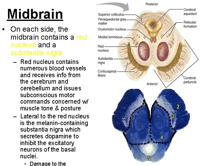 Midbrain • On each side, the midbrain contains a red nucleus and a substantia