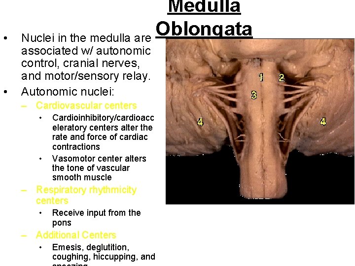 • • Medulla Oblongata Nuclei in the medulla are associated w/ autonomic control, • • Medulla Oblongata Nuclei in the medulla are associated w/ autonomic control,