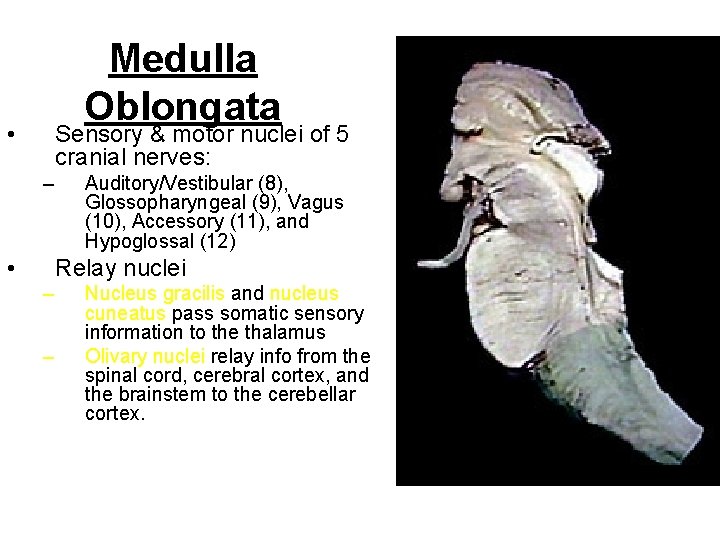Medulla Oblongata • Sensory & motor nuclei of 5 cranial nerves: – • Auditory/Vestibular