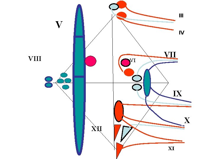 III V IV VIII VI VII IX X XII XI 