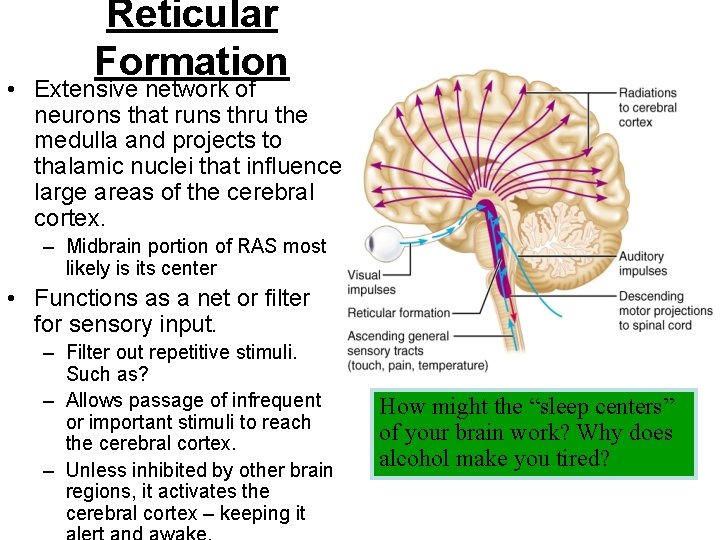 Reticular Formation • Extensive network of neurons that runs thru the medulla and projects