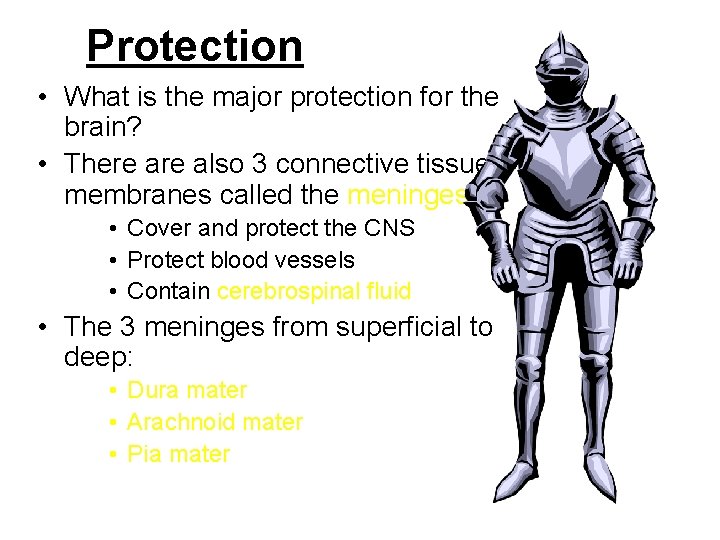 Protection • What is the major protection for the brain? • There also 3