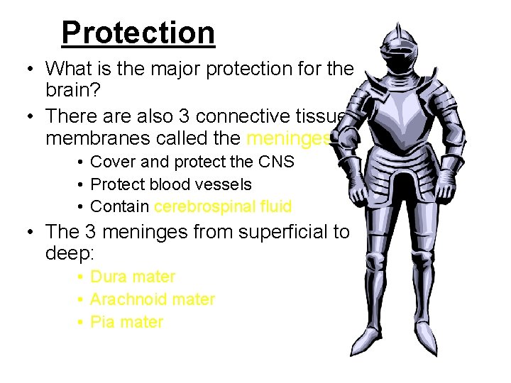 Protection • What is the major protection for the brain? • There also 3 Protection • What is the major protection for the brain? • There also 3