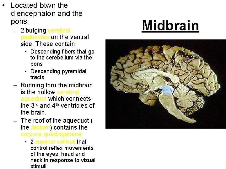  • Located btwn the diencephalon and the pons. – 2 bulging cerebral peduncles