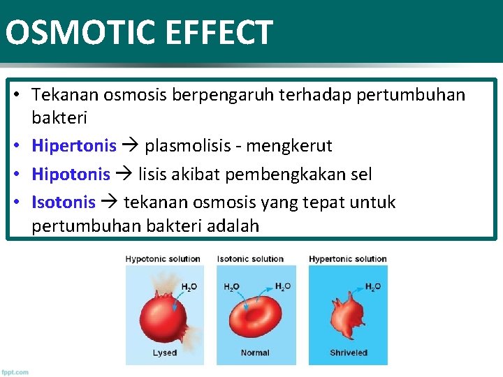 OSMOTIC EFFECT • Tekanan osmosis berpengaruh terhadap pertumbuhan bakteri • Hipertonis plasmolisis - mengkerut