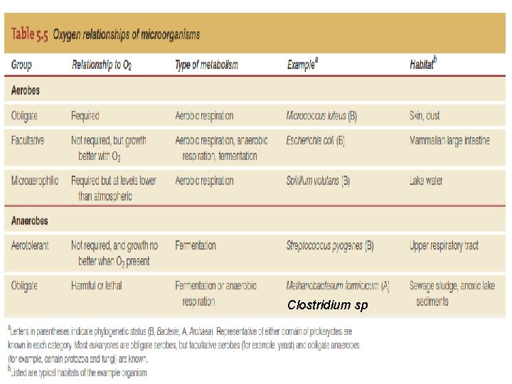 Clostridium sp 