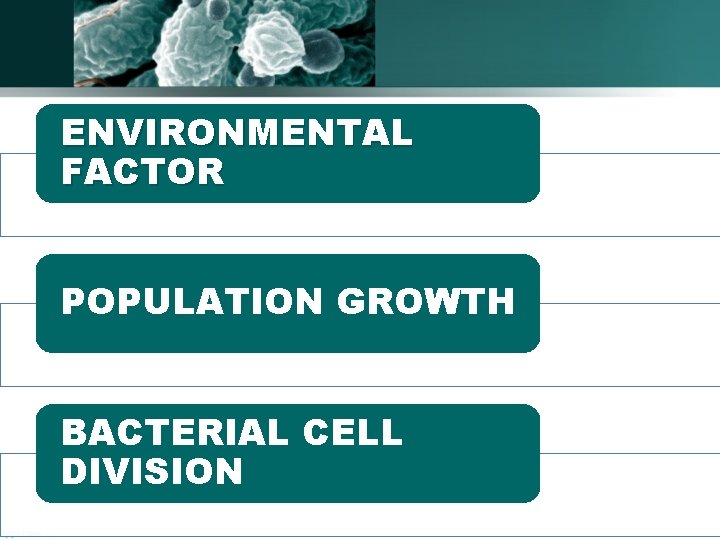 ENVIRONMENTAL FACTOR POPULATION GROWTH BACTERIAL CELL DIVISION 