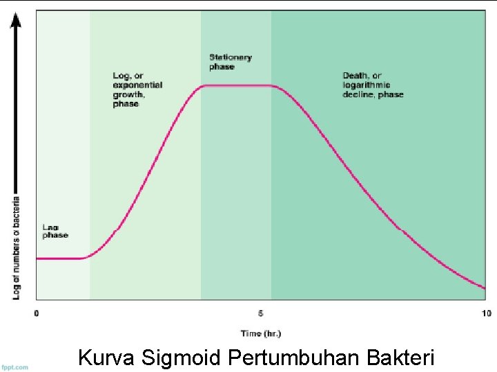 Kurva Sigmoid Pertumbuhan Bakteri 