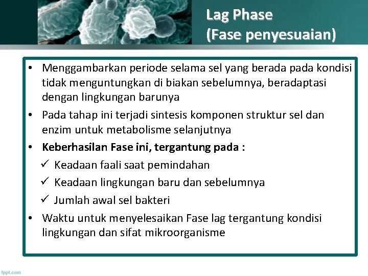 Lag Phase (Fase penyesuaian) • Menggambarkan periode selama sel yang berada pada kondisi tidak