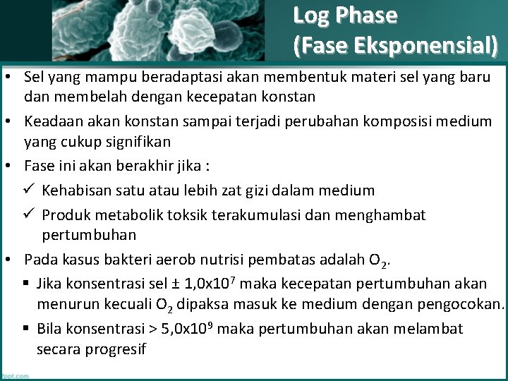 Log Phase (Fase Eksponensial) • Sel yang mampu beradaptasi akan membentuk materi sel yang