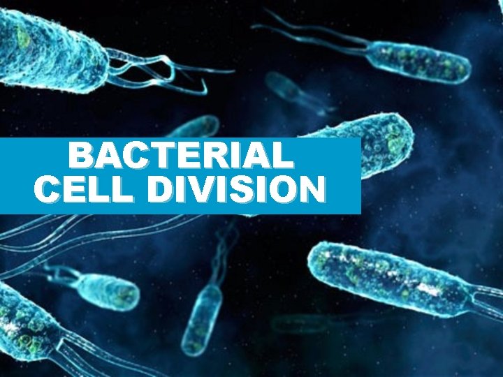 BACTERIAL CELL DIVISION 