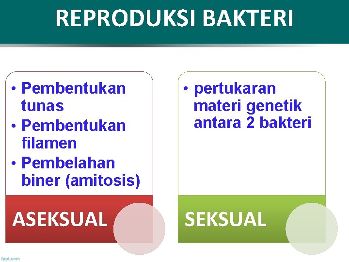 REPRODUKSI BAKTERI • Pembentukan tunas • Pembentukan filamen • Pembelahan biner (amitosis) • ASEKSUAL