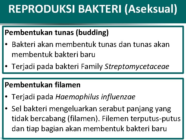 REPRODUKSI BAKTERI (Aseksual) Pembentukan tunas (budding) • Bakteri akan membentuk tunas dan tunas akan