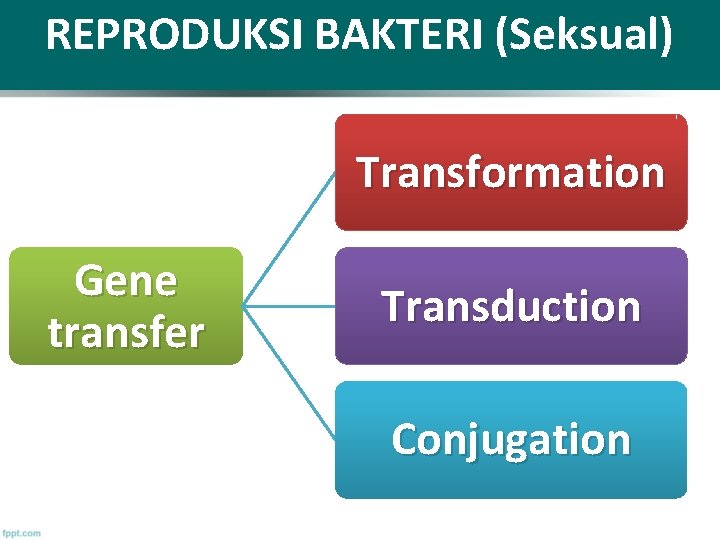 REPRODUKSI BAKTERI (Seksual) Transformation Gene transfer Transduction Conjugation 