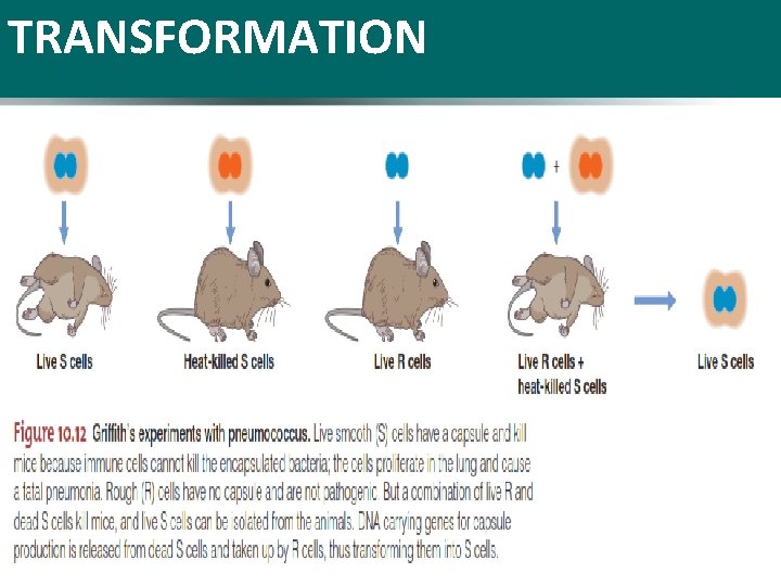 TRANSFORMATION 