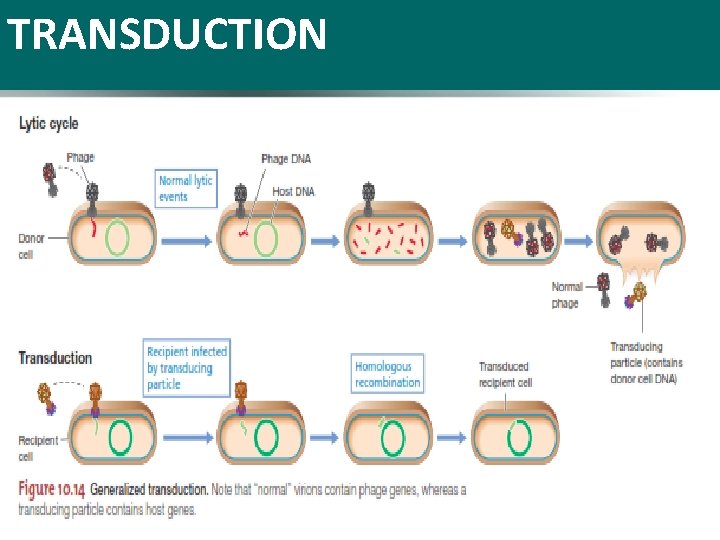 TRANSDUCTION 