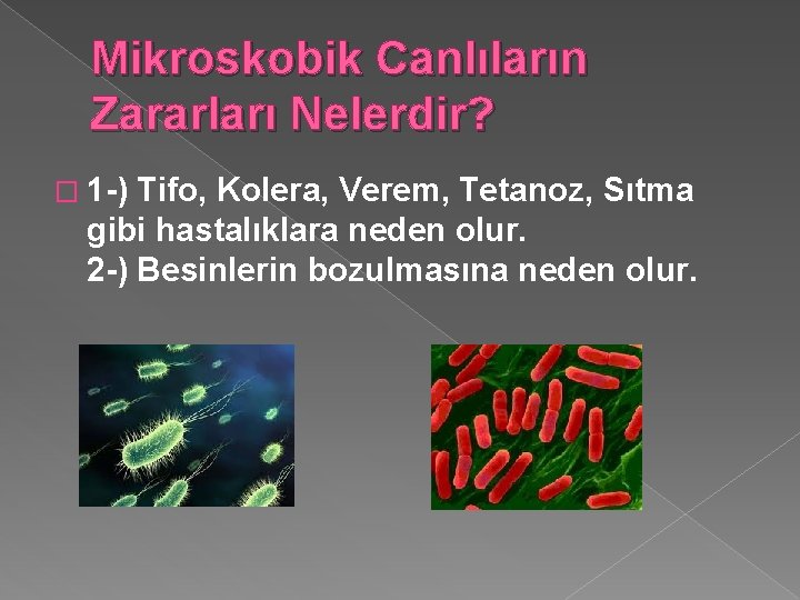 Mikroskobik Canlıların Zararları Nelerdir? � 1 -) Tifo, Kolera, Verem, Tetanoz, Sıtma gibi hastalıklara