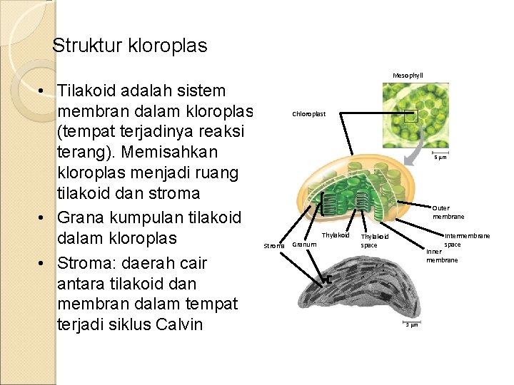 Struktur kloroplas Mesophyll • Tilakoid adalah sistem membran dalam kloroplas (tempat terjadinya reaksi terang).