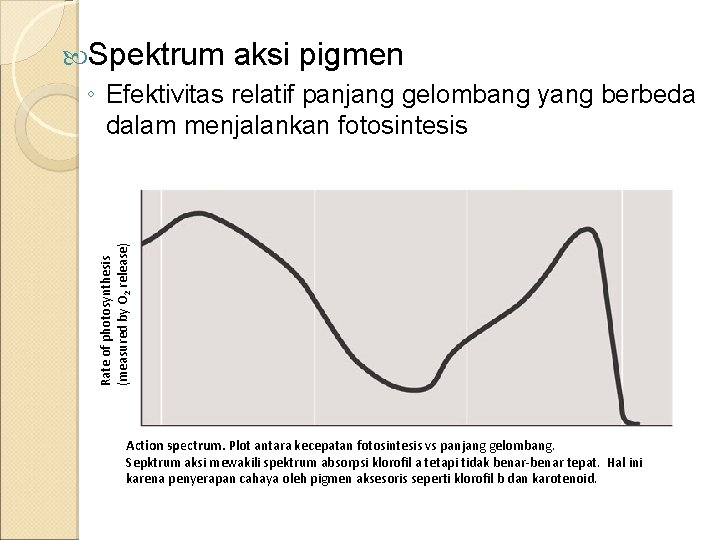 Rate of photosynthesis (measured by O 2 release) Spektrum aksi pigmen ◦ Efektivitas relatif