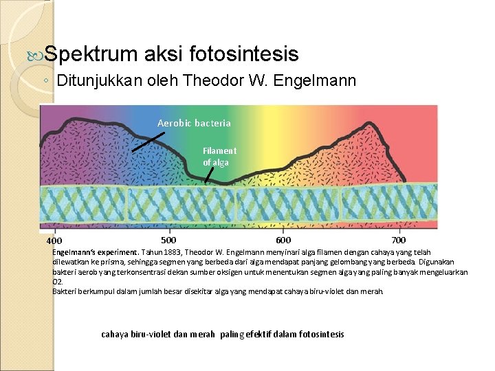  Spektrum aksi fotosintesis ◦ Ditunjukkan oleh Theodor W. Engelmann Aerobic bacteria Filament of