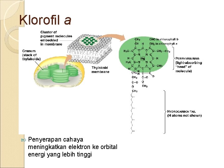 Klorofil a adalah pigmen yang secara langsung berpartisipasi dalam reaksi terang Pigmen lain menambahkan