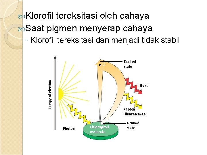  Klorofil tereksitasi oleh cahaya Saat pigmen menyerap cahaya ◦ Klorofil tereksitasi dan menjadi