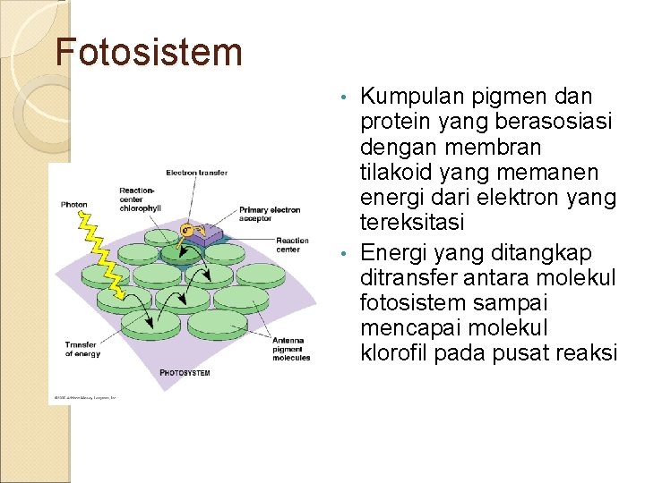 Fotosistem Kumpulan pigmen dan protein yang berasosiasi dengan membran tilakoid yang memanen energi dari