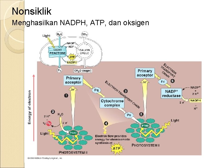 Nonsiklik Menghasilkan NADPH, ATP, dan oksigen 