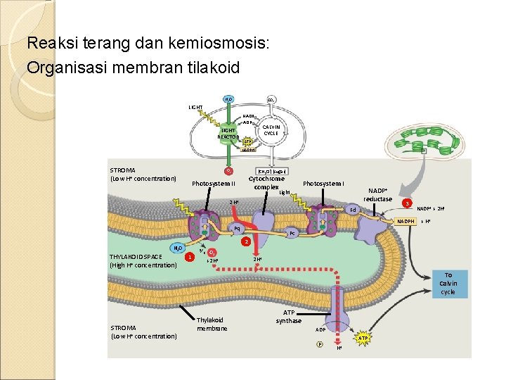 Reaksi terang dan kemiosmosis: Organisasi membran tilakoid H 2 O CO 2 LIGHT NADP+