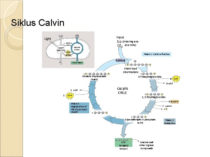 Siklus Calvin Light H 2 O Input 3 (Entering one CO 2 at a