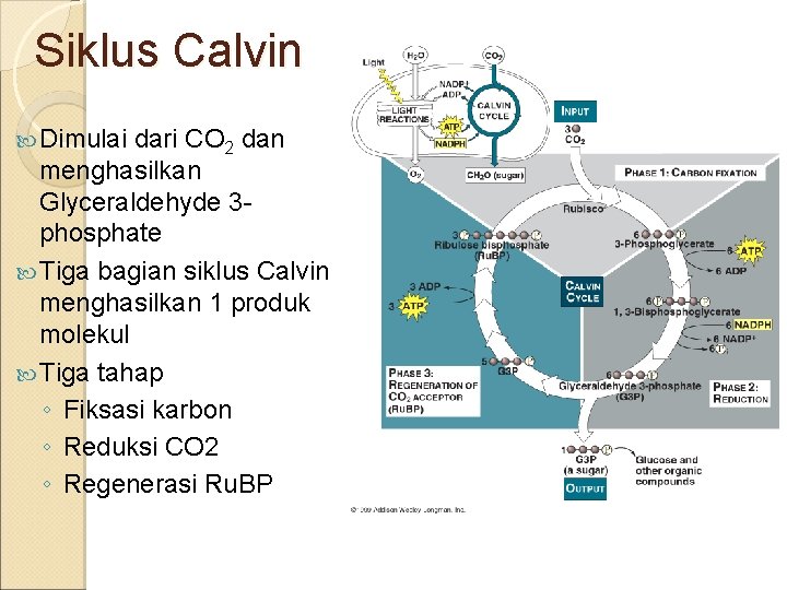 Siklus Calvin Dimulai dari CO 2 dan menghasilkan Glyceraldehyde 3 phosphate Tiga bagian siklus