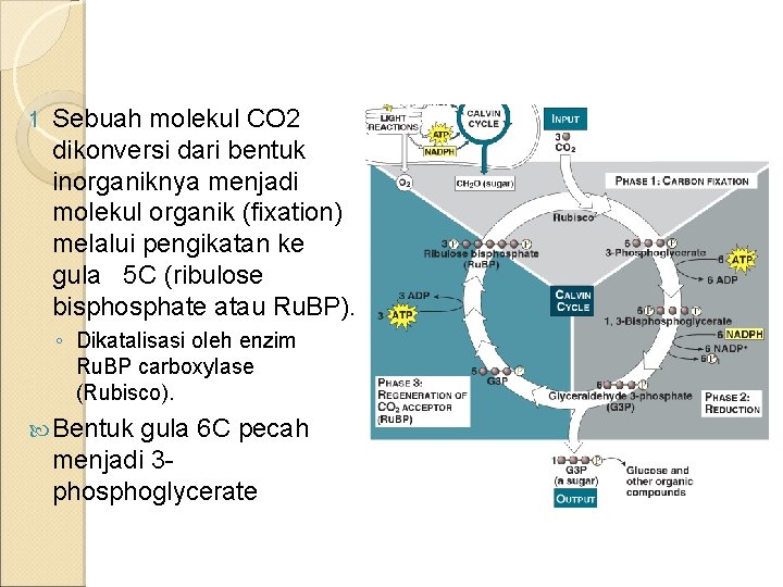 1 Sebuah molekul CO 2 dikonversi dari bentuk inorganiknya menjadi molekul organik (fixation) melalui