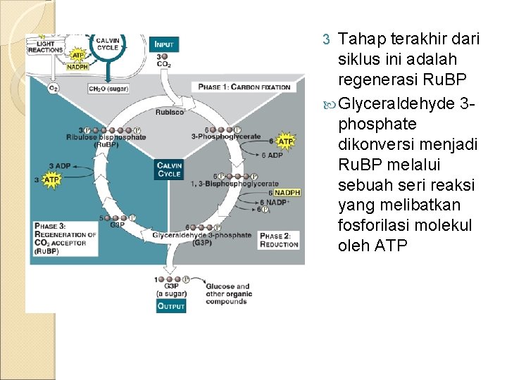 Tahap terakhir dari siklus ini adalah regenerasi Ru. BP Glyceraldehyde 3 phosphate dikonversi menjadi