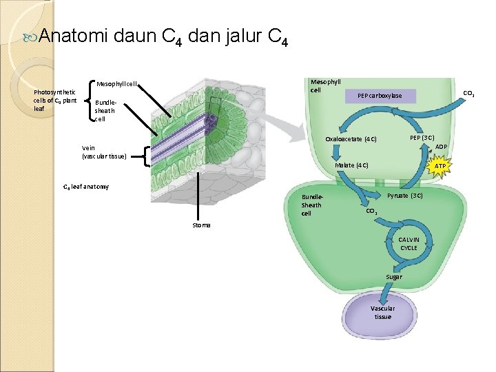  Anatomi Photosynthetic cells of C 4 plant leaf daun C 4 dan jalur