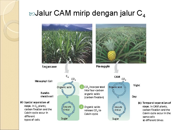  Jalur CAM mirip dengan jalur C 4 Pineapple Sugarcane C 4 Mesophyll Cell