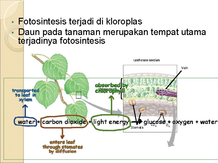  • • Fotosintesis terjadi di kloroplas Daun pada tanaman merupakan tempat utama terjadinya